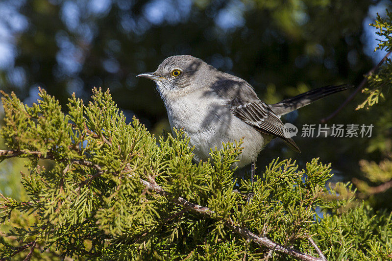 北方知更鸟（Mimus polyglottos）